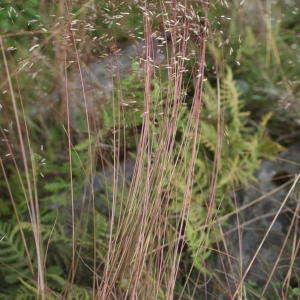 Photographie n°257285 du taxon Deschampsia flexuosa (L.) Trin. [1836]