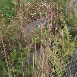 Photographie n°257286 du taxon Deschampsia flexuosa (L.) Trin. [1836]