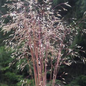 Photographie n°257288 du taxon Deschampsia flexuosa (L.) Trin. [1836]