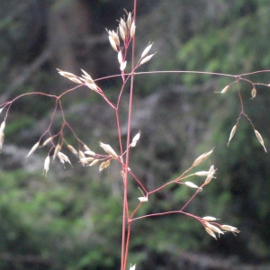 Lerchenfeldia cuprina (Schur) Schur (Canche flexueuse)