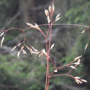 Photographie n°257292 du taxon Deschampsia flexuosa (L.) Trin. [1836]