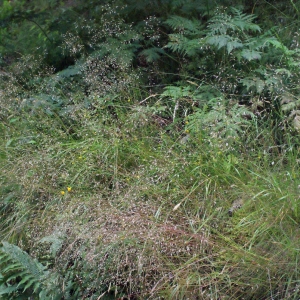 Photographie n°257293 du taxon Deschampsia flexuosa (L.) Trin. [1836]