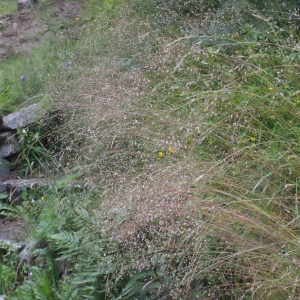 Photographie n°257294 du taxon Deschampsia flexuosa (L.) Trin. [1836]