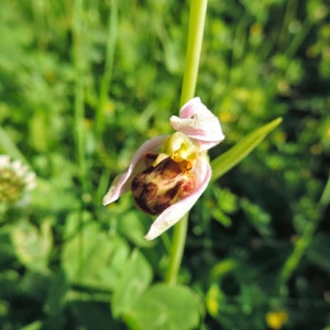 Photographie n°257316 du taxon Ophrys apifera Huds. [1762]