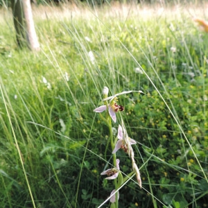 Photographie n°257317 du taxon Ophrys apifera Huds. [1762]