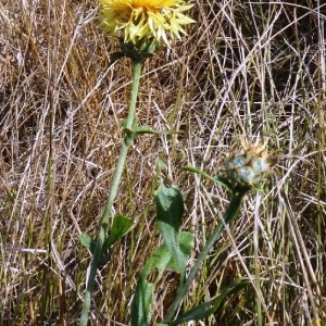 Photographie n°257328 du taxon Centaurea collina L. [1753]