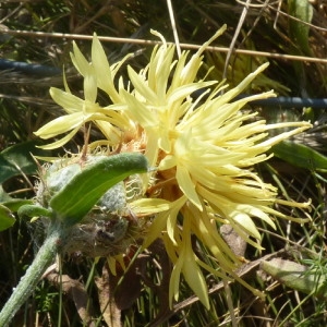 Photographie n°257332 du taxon Centaurea collina L. [1753]