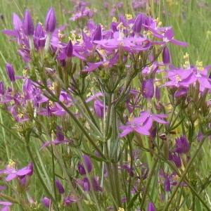 Photographie n°257335 du taxon Centaurium erythraea Rafn [1800]