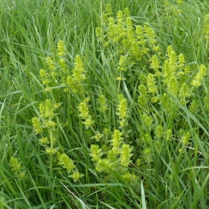 Photographie n°257347 du taxon Cruciata laevipes Opiz [1852]