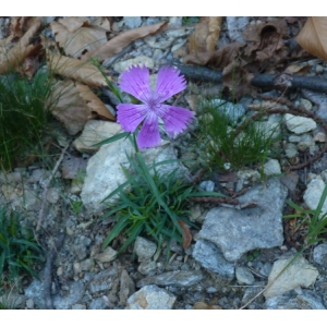 Dianthus balbisii Ser. (Oeillet de Balbis)