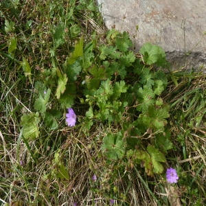 Photographie n°257373 du taxon Geranium molle L. [1753]