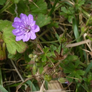 Photographie n°257374 du taxon Geranium molle L. [1753]