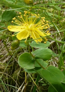 Ans Gorter, le 19 juillet 2012 (Port (.Etang de l'Hers))