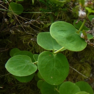 Photographie n°257404 du taxon Hypericum nummularium L. [1753]