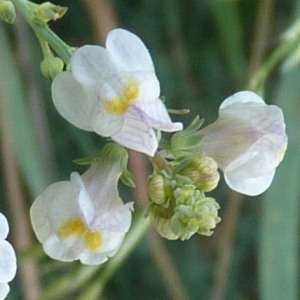 Photographie n°257421 du taxon Linaria repens (L.) Mill. [1768]