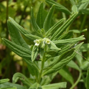 Photographie n°257429 du taxon Lithospermum officinale L. [1753]