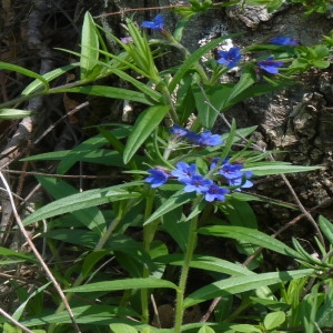 Photographie n°257432 du taxon Lithospermum purpurocaeruleum L. [1753]