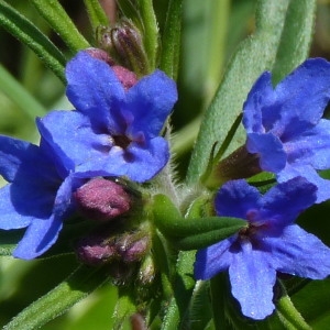Photographie n°257433 du taxon Lithospermum purpurocaeruleum L. [1753]