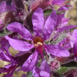Photographie n°257435 du taxon Lythrum salicaria L.