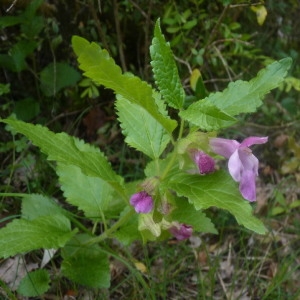 Photographie n°257437 du taxon Melittis melissophyllum L.