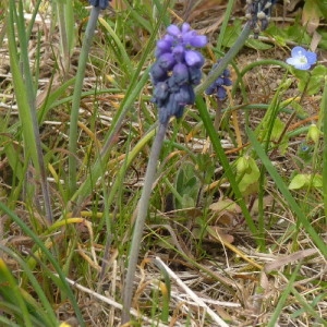 Photographie n°257440 du taxon Muscari neglectum Guss. ex Ten. [1842]