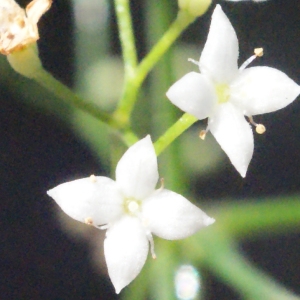 Galium pusillum L. (Gaillet fluet)