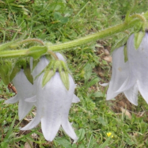 Photographie n°257489 du taxon Campanula barbata L. [1759]