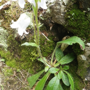 Photographie n°257492 du taxon Campanula barbata L. [1759]