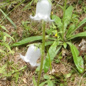 Photographie n°257494 du taxon Campanula barbata L. [1759]