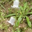  Liliane Roubaudi - Campanula barbata L. [1759]