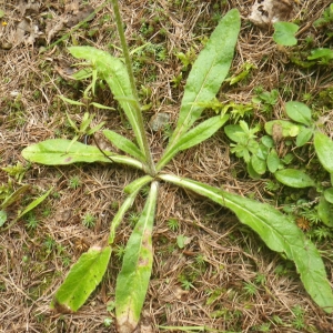 Photographie n°257495 du taxon Campanula barbata L. [1759]