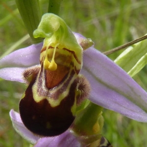 Photographie n°257504 du taxon Ophrys apifera Huds. [1762]