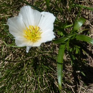 Ans Gorter, le  5 juin 2012 (Vicdessos (Col d'Appy))