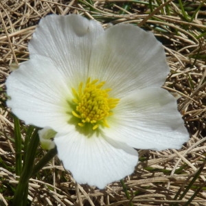 Photographie n°257524 du taxon Ranunculus pyrenaeus L. [1771]