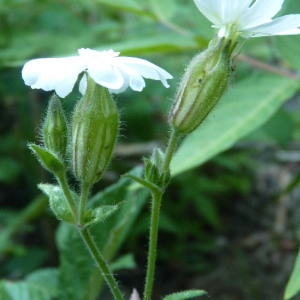 Photographie n°257566 du taxon Silene latifolia subsp. alba (Mill.) Greuter & Burdet [1982]