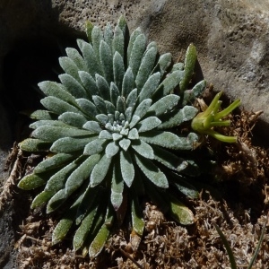 Photographie n°257607 du taxon Saxifraga longifolia Lapeyr. [1801]