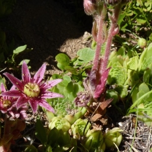 Photographie n°257608 du taxon Sempervivum montanum L. [1753]