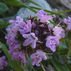 Photographie n°257613 du taxon Thymus serpyllum L. [1753]