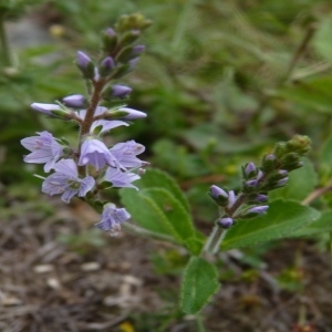 Photographie n°257614 du taxon Veronica officinalis L. [1753]