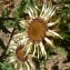  Ans Gorter - Carlina vulgaris L. [1753]