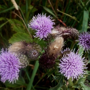 Photographie n°257620 du taxon Cirsium arvense (L.) Scop. [1772]