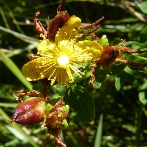  - Hypericum maculatum subsp. immaculatum (Murb.) Jordanov & Kozuharov