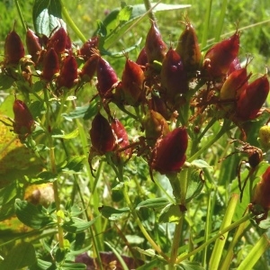  - Hypericum maculatum subsp. immaculatum (Murb.) Jordanov & Kozuharov