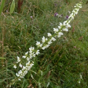 Photographie n°257643 du taxon Melilotus albus Medik. [1787]