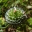  Ans Gorter - Scabiosa columbaria L. [1753]