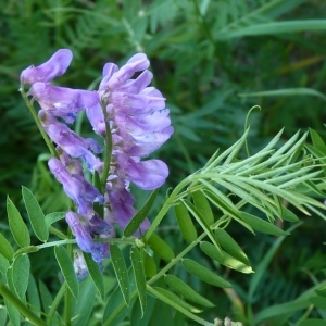 Photographie n°257656 du taxon Vicia cracca L.