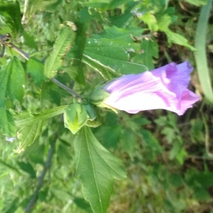 Photographie n°257662 du taxon Hibiscus syriacus L. [1753]