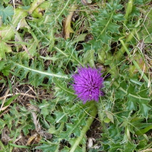  - Cirsium acaulon (L.) Scop. [1769]