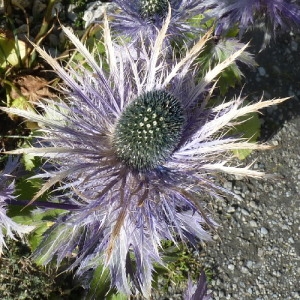 Photographie n°257738 du taxon Eryngium alpinum L. [1753]