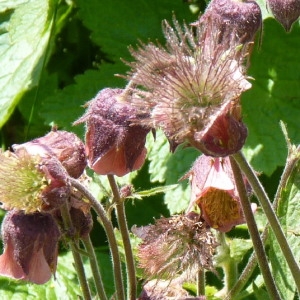 Photographie n°257747 du taxon Geum rivale L. [1753]